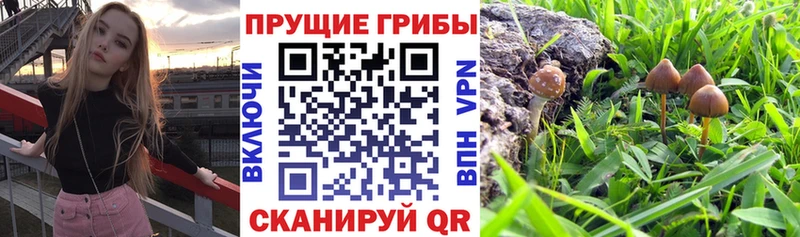 Галлюциногенные грибы прущие грибы  Кологрив 